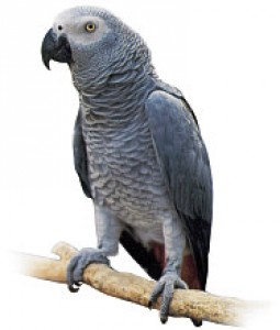 Obrázok